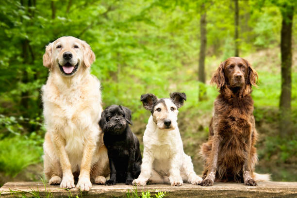 Image - Chien.jpg